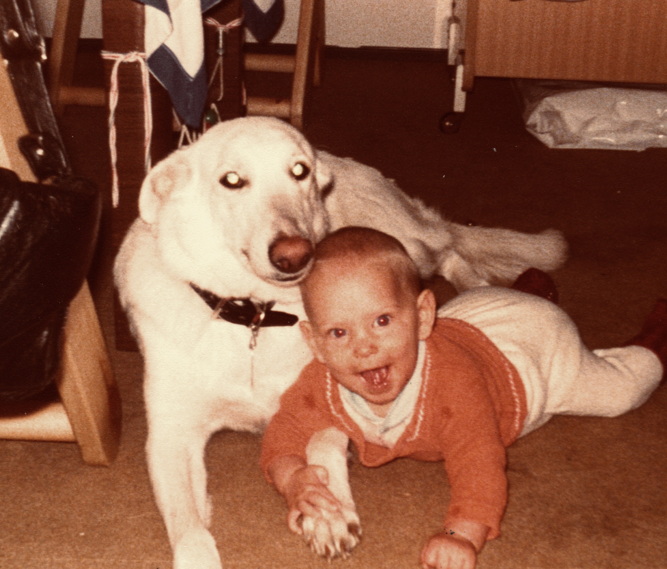 A white German Shepherd with Patrick