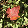 A lone red leaf